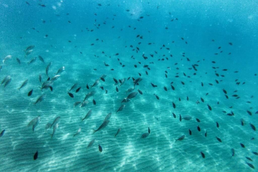 Coqueto Estudio En Puerto Deportivo De Marina Del Este Альмуньекар Экстерьер фото